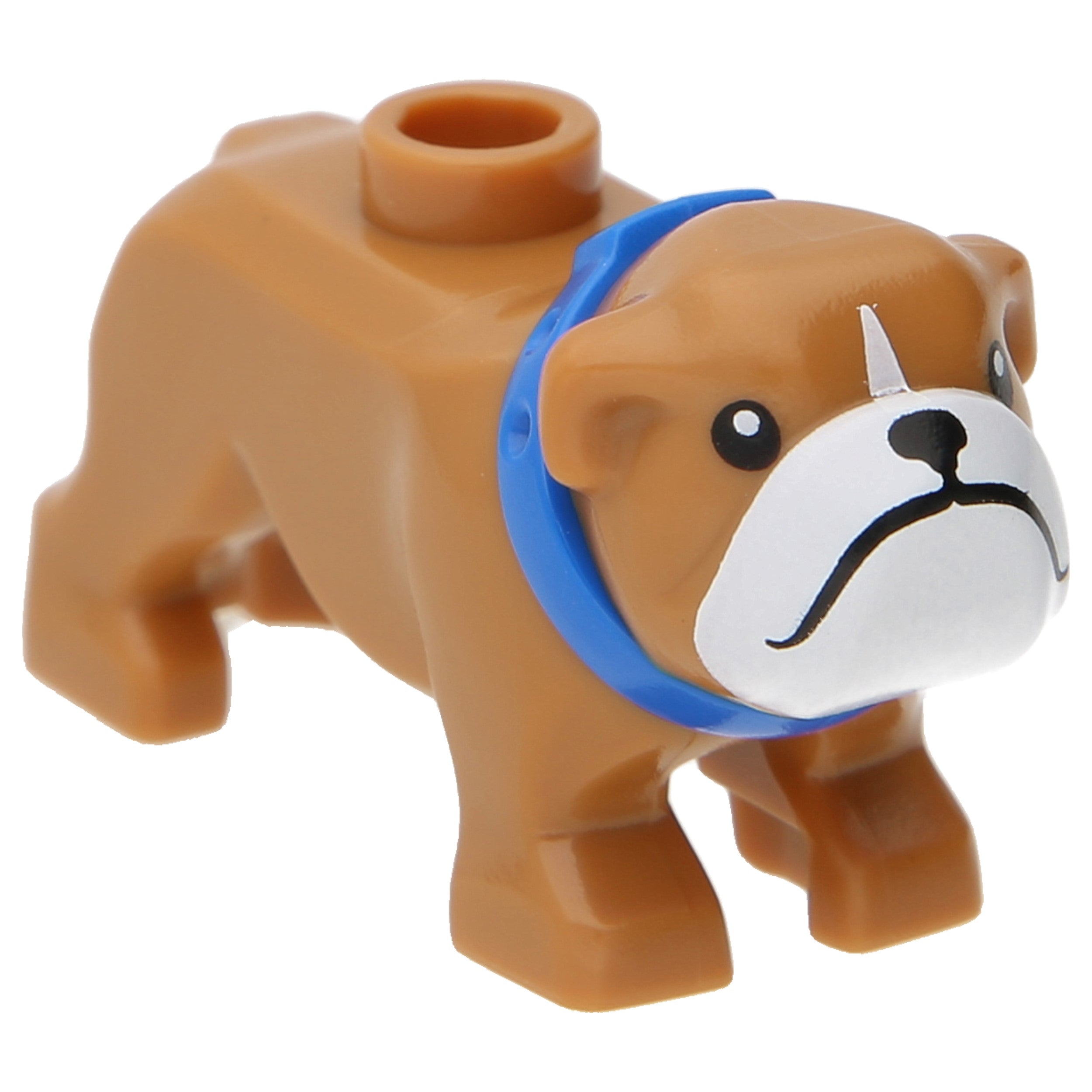LEGO Dogs - Bulldog with white muzzle and blue collar (Medium Nougat)